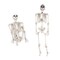 5.6Ft Halloween Skeleton Full Life Size Human Skull Holiday Tricky Haunted Props